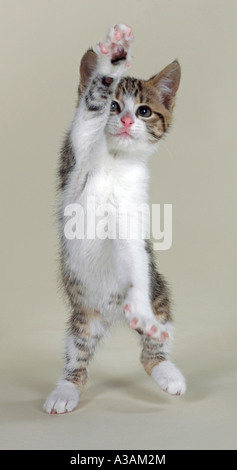 Chaton tabby avec blanc nez rose et poitrine debout sur les pattes de derrière, face caméra. Banque D'Images