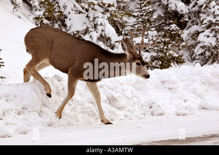 Le cerf mulet buck crossing road Banque D'Images