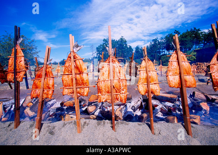 Cuire le saumon sauvage / Barbecue - cuisine de style indien traditionnel plus de bois d'aulne dans Open Fire Pit, British Columbia, Canada Banque D'Images