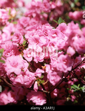 Belle closeup of Pink Azalea fleurs arbustes en fleurs Banque D'Images