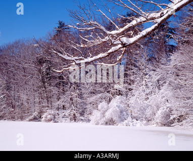 Étang gelé après une neige fraîche avec des arbres et ciel bleu clair de Fontana, Massachusetts USA Banque D'Images