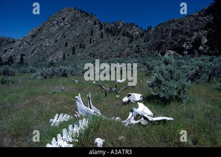 Squelette d'un animal dans le désert près de Osoyoos poche dans le sud de la vallée de l'Okanagan en Colombie-Britannique, Canada Banque D'Images