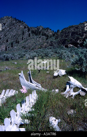 Squelette d'un animal dans le désert près de Osoyoos poche dans le sud de la vallée de l'Okanagan en Colombie-Britannique, Canada Banque D'Images