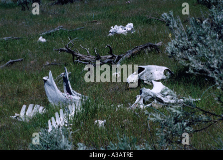 Squelette d'un animal dans le désert près de Osoyoos poche dans le sud de la vallée de l'Okanagan en Colombie-Britannique, Canada Banque D'Images