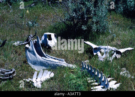 Squelette d'un animal dans le désert près de Osoyoos poche dans le sud de la vallée de l'Okanagan en Colombie-Britannique, Canada Banque D'Images