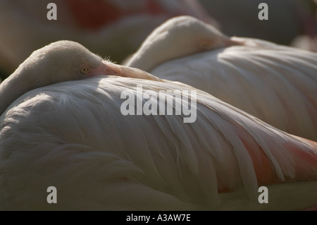 Flamants Roses resting head on leur retour Malaisie Banque D'Images