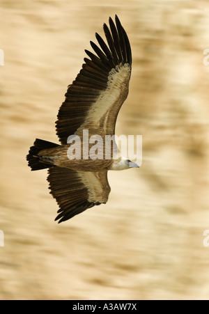 Vautour fauve (Gyps fulvus Nom scientifique :) vol à l'emplacement du nid à Episkopi Kensington Cliffs. Banque D'Images