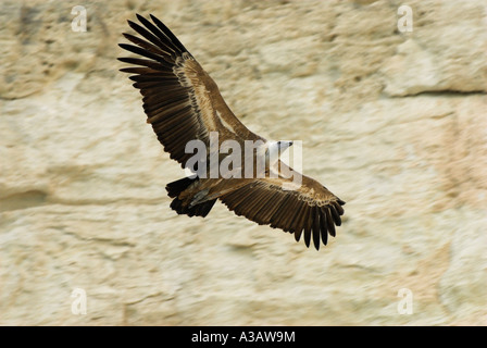 Vautour fauve (Gyps fulvus Nom scientifique :) vol à l'emplacement du nid à Episkopi Kensington Cliffs. Banque D'Images