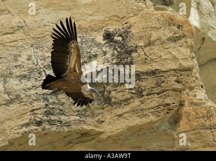 Vautour fauve (Gyps fulvus Nom scientifique :) vol à l'emplacement du nid à Episkopi Kensington Cliffs. Banque D'Images