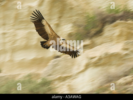 Vautour fauve (Gyps fulvus Nom scientifique :) vol à l'emplacement du nid à Episkopi Kensington Cliffs. Banque D'Images