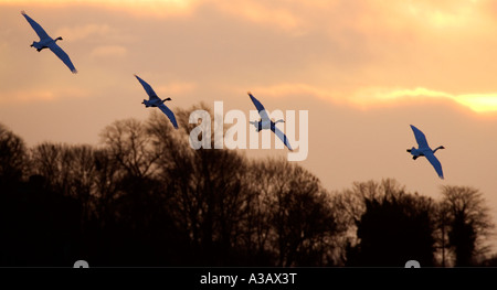 Cygne chanteur Cygnus cygnus en vol avec ciel welney tôt le matin Banque D'Images