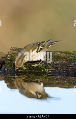 Chaffinch Fringilla coelebs sur log de boire à l'étang avec des reflet potton bedfordshire Banque D'Images
