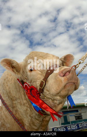 Le Charolais bull à afficher Banque D'Images