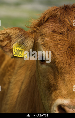 Close up de vaches head Eye and Ear Tag Banque D'Images