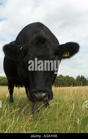 Gros plan d'une tête de vache Aberdeen Angus Banque D'Images
