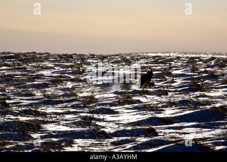 Le coyote à travers champ d'hiver Banque D'Images