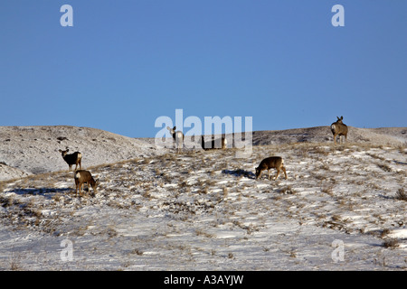 Le cerf mulet sur la colline couverte de neige Banque D'Images