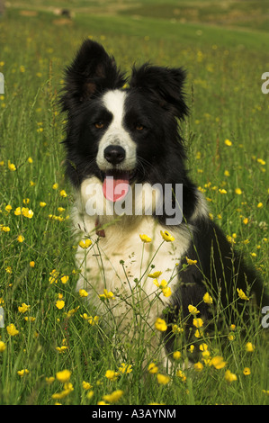 Collie berger dans hay meadow traditionnels Banque D'Images