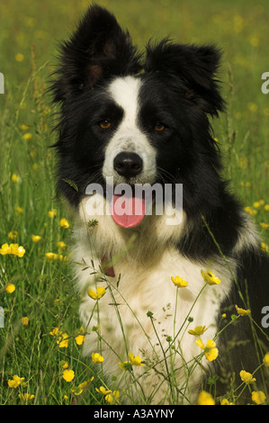 Collie berger dans hay meadow traditionnels Banque D'Images