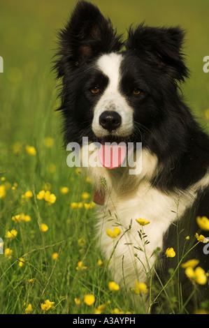 Collie berger dans hay meadow traditionnels Banque D'Images