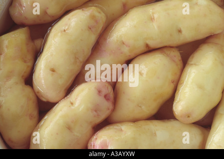 Solanum tuberosum 'Anya' (Salade de pommes de terre) Desiree x Pink Fir Apple. Close up de pommes de terre lavées dans l'eau prêt pour la cuisson. Banque D'Images