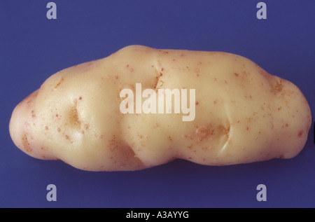 Solanum tuberosum 'Anya' (Salade de pommes de terre) Desiree x Pink Fir Apple. Close up de pommes de terre lavées. Banque D'Images