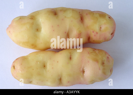 Solanum tuberosum 'Anya' (Salade de pommes de terre) Desiree x Pink Fir Apple. Close up de pommes de terre lavées. Banque D'Images