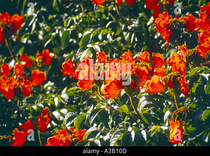 African Tulip Tree Flower Banque D'Images