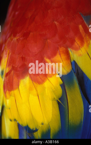 Les plumes de l'ara 0400 Banque D'Images