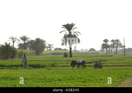 L'homme égyptien travaillant dans le domaine par le Nil, Louxor, Egypte zone Banque D'Images