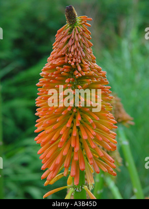 Kniphofia Prince Igor Red Hot poker dans jardin plantes border Banque D'Images