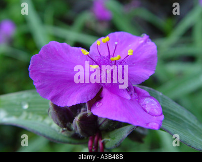 Tradescantia andersoniana Raisin Concorde dans jardin Banque D'Images