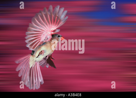 Action : Femme Cardinal rouge battant en face de printemps en fleurs arbres flous redbud, Midwest USA Banque D'Images