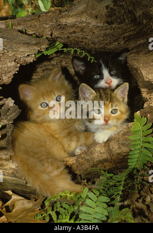 Trois chatons duveteux enroulé dans hollow log, Missouri USA Banque D'Images