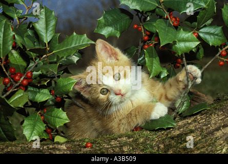 Jaune et blanche aux yeux bleus tabby kitten playing sur log in jardin à côté de holly tree avec des baies rouges, Midwest USA Banque D'Images