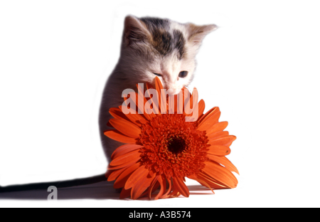 Chat et fleurs Banque D'Images