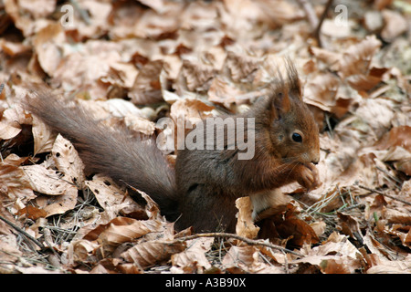 L'écureuil roux Sciurus vulgaris sur le sol parmi les feuilles de hêtre sv Banque D'Images
