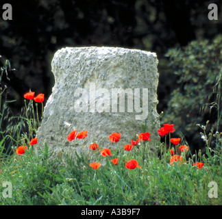 Coquelicots en bordure de la Provence France Banque D'Images