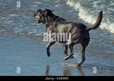 Labrador noir portant un collier rouge de l'extraction d'une balle sur la plage Banque D'Images