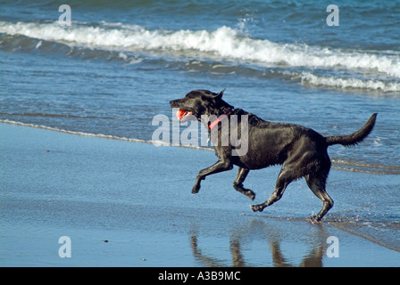 Labrador noir portant un collier rouge de l'extraction d'une balle sur la plage Banque D'Images