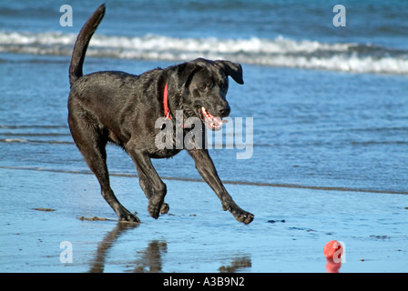 Labrador noir portant un collier rouge de l'extraction d'une balle sur la plage Banque D'Images