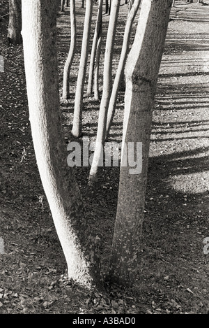 Nature noir et blanc nature concept nature conceptuelle Banque D'Images