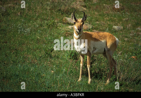 L'antilocapre Custer State Park Black Hills du Dakota du Sud Banque D'Images