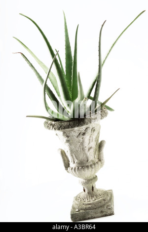 L'Aloe Vera, close-up, studio shot Banque D'Images