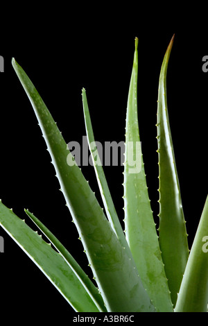 Les feuilles d'aloe vera, close-up Banque D'Images