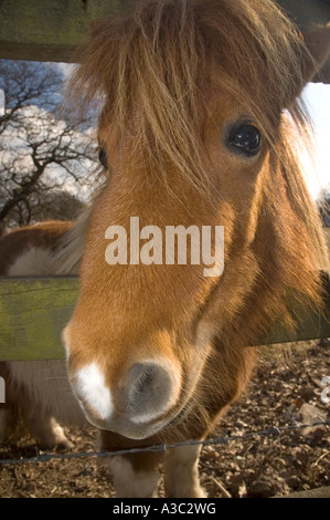 Book poney Shetland à la recherche à travers les barreaux d'une clôture en bois Banque D'Images