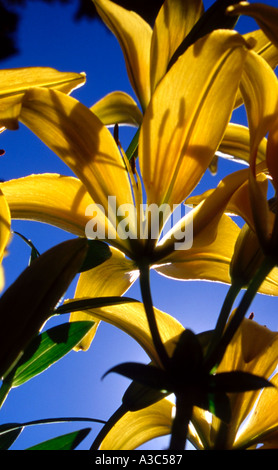 Lys asiatique jaune Banque D'Images