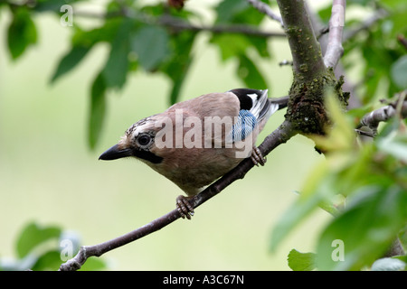 Le Geai bleu européen curieux sur un pommier (Garrulus glandarius) Banque D'Images