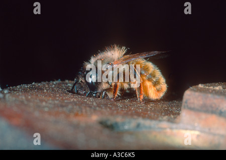 Abeille maçonne rouge, Osmia bicornis. Entrant au nid Banque D'Images