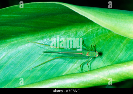 Roulement de la faucille, cricket Phaneroptera falcata. Vue d'en haut Banque D'Images
